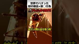 世界でバズった蚊の生存戦略