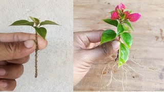 How to grow Bougainvillea plant faster How To Grow Bougainvillea Faster