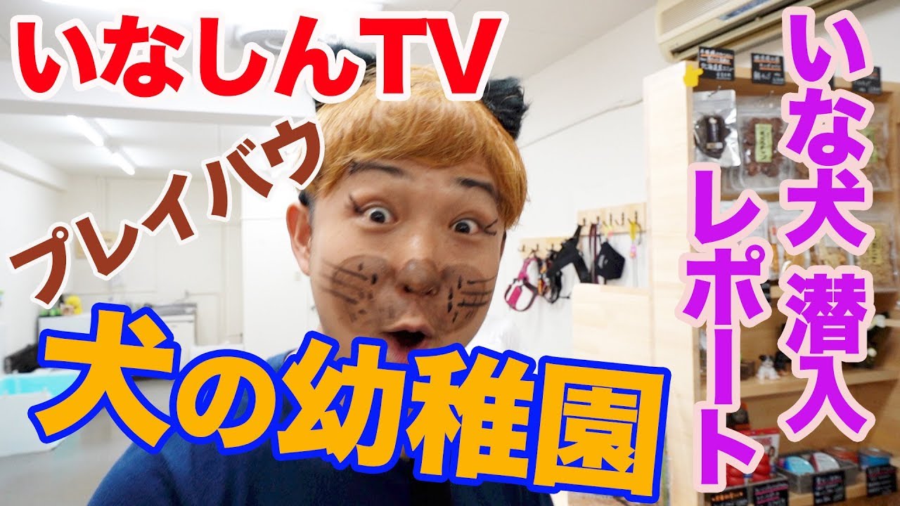 飯能 犬の幼稚園 プレイバウ さんへ突撃レポート いな犬に大変身 いなしんtv 59 Youtube 飯能 犬の幼稚園 プレイバウ さんへ突撃レポート いな犬に大変身 いなしんtv 59 Youtube