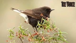 Experience the sound of Birds | Bird sound | Wild life | Sound of woods screenshot 4