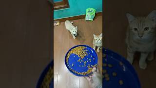 【天才】よちよち赤ちゃんの指示を聞くゴールデンが可愛すぎた [Genius] The Golden Retriever Who Listens to a Toddler' Command #cat