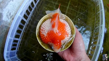 Bán em CÁ VÀNG Goldfish PING PONG Size khủng