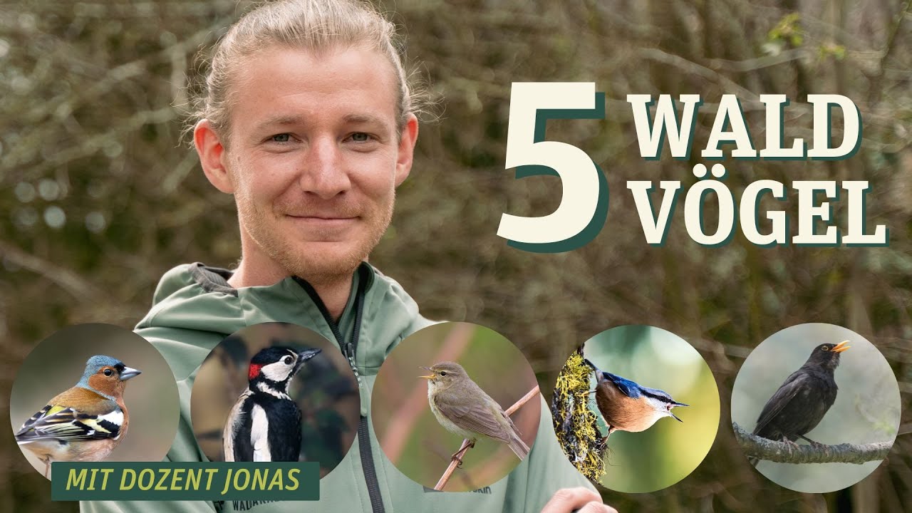 5 Waldvögel, die du kennen solltest! YouTube