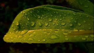 CINEMATIC 30 DETIK | BUTIRAN AIR BERKILAU PAGI HARI | CINEMATIC ALAM