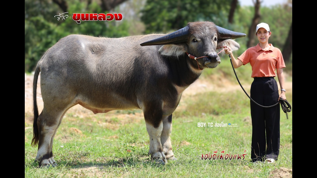 เจ้าขุนหลวง ของดีเมืองแพร่ ทายาทตะวันฉาย