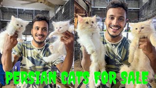 Blue eyes cat | Long Hair Cats | Persian Cats Prices | Persian Cats For Sale | Cat Market | Cat Shop by Lahore Pets  581 views 6 months ago 5 minutes, 58 seconds