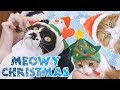 Dressing our cats up for Christmas