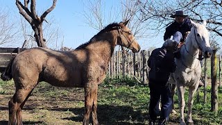 Un dia de trabajo en el campo, fuimos a buscar el overo y el potrillo 🇦🇷