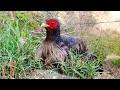 Beautiful Kalij Pheasants | Nature | wild life| Devender Kumar |