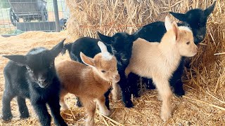 4 Week Old Baby Goats.. Update!!!!