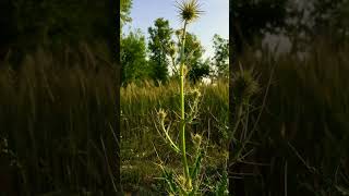 Indian Globe Thistle Echinops Echinatus