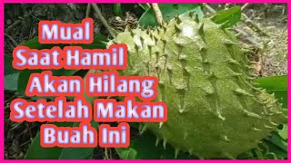 Manfaat Daun Sirsak Untuk Ibu Hamil