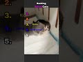 Ranking Cute Cats #cats #cat #catshorts #cute#shorts #youtubeshort #rankingshorts #catranking