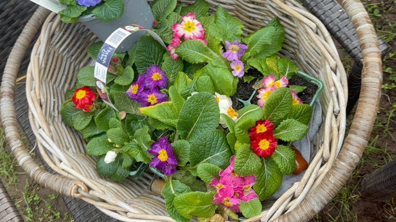 Primroses & Pansies 🌺 with a special helper 🐈 #springiscoming #garden 