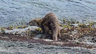 Otter at Clover Point Park, Victoria, British Columbia, Canada. May 18th 2024 by Michael Kalman 148 views 9 days ago 52 seconds