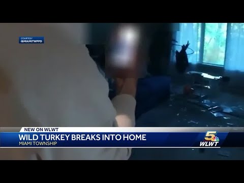 VIDEO: Body camera shows wild turkey breaks into Miami Township home