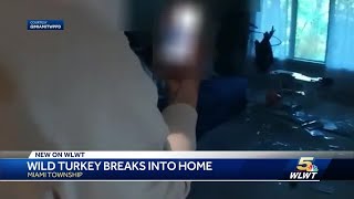 VIDEO: Body camera shows wild turkey breaks into Miami Township home