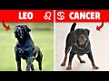 These are the best dog breed for you according to astrology