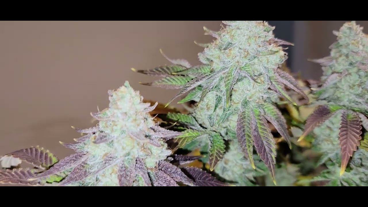 Skunk Hero by Ethos Genetics Fall grow 2023.