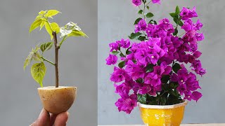 The Secret To Growing Bougainvillea With Branches Brings Surprising Results by DIY Garden World 3,897 views 3 weeks ago 10 minutes, 8 seconds