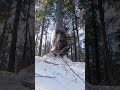 Winter logging Hemlock tree puts up a good fight💪 #shorts  #lumberjack #chainsaw #logger #Echo