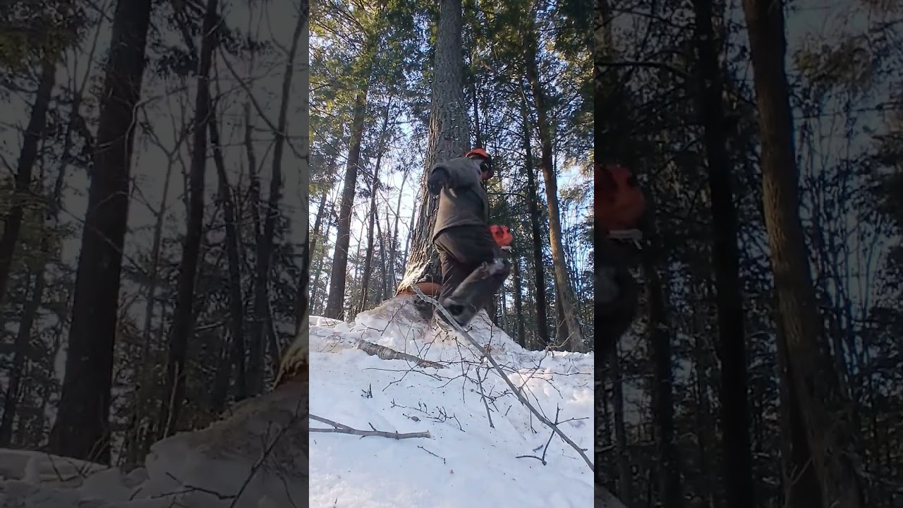 Winter logging Hemlock tree puts up a good fight💪 