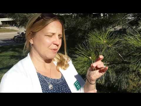 Βίντεο: Care Of Loblolly Pine Trees - Πληροφορίες για την Καλλιέργεια Πεύκων Loblolly