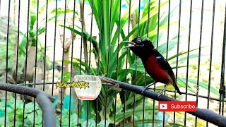 TEMBAKAN KOLIBRI NINJA FULL PLECI NEMBAK