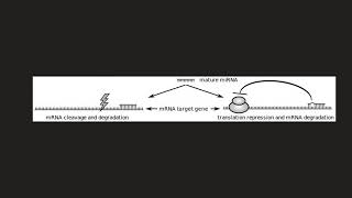 Epigenetics Explained | Ep.5 Other mechanisms