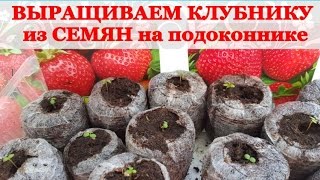 Как вырастить КЛУБНИКУ / Садовую ЗЕМЛЯНИКУ из СЕМЯН на подоконнике(, 2016-03-01T07:38:13.000Z)