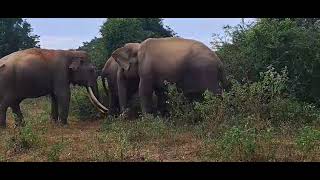 🔥 Three Giant Wild Elephants Up Close | Amazing Safari Encounter 🐘