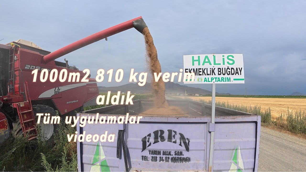 1000m2 810 kg verim aldık Halis Ekmeklik Buğday tüm tiyolar videoda