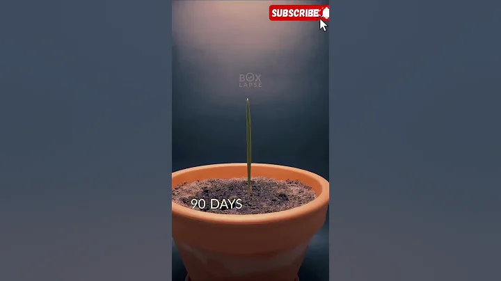 Date Palm Time-lapse - visit boxlapse.info for stuff i use in my videos