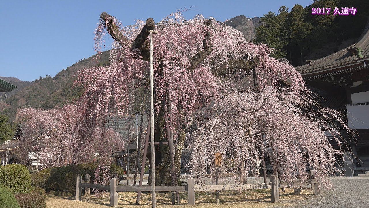 4k しだれ桜の咲く身延山久遠寺 17 04 04 Youtube