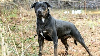 Top 10 amazing dog mixes # 8 ( Boerboel, Boxer, Bull terrier, Mastiff, Labrador, Malinois, Husky.