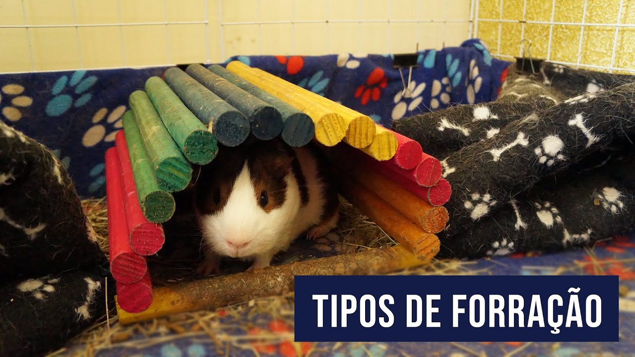 TIPOS DE FORRAÇÃO PARA CERCADO DE PORQUINHO DA ÍNDIA