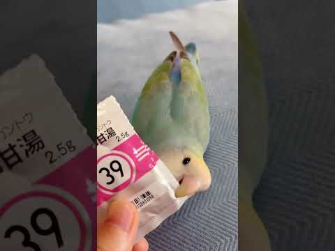 حمامة مذهلة تفتح كيس ا شديد المتانة بمنقارها