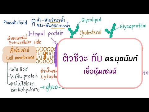 วีดีโอ: หน้าที่ของโปรตีนเมมเบรนคืออะไร?