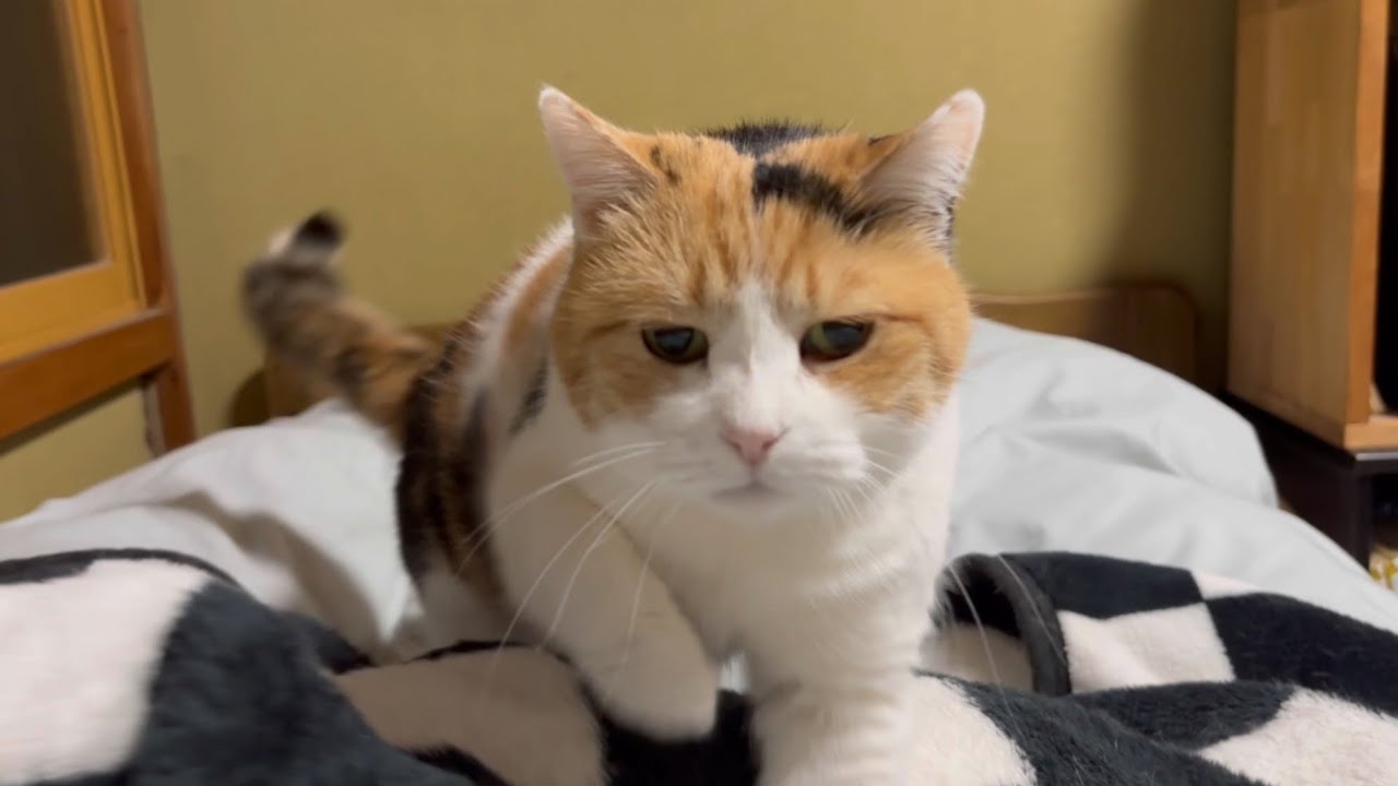 三毛猫】良い場所を探るミケ（2026年3月10日） - YouTube