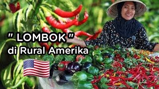 Paprika hitam, cabe pisang, ragam cabe semua panen menjelang musim gugur