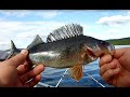 Рыбалка на Кольском июль 2019 part-1 (окунь фора)