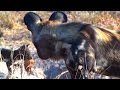 Pack of African Wild Dogs Return From the Hunt to Feed Pups