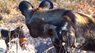 Pack of African Wild Dogs Return From the Hunt to Feed Pups