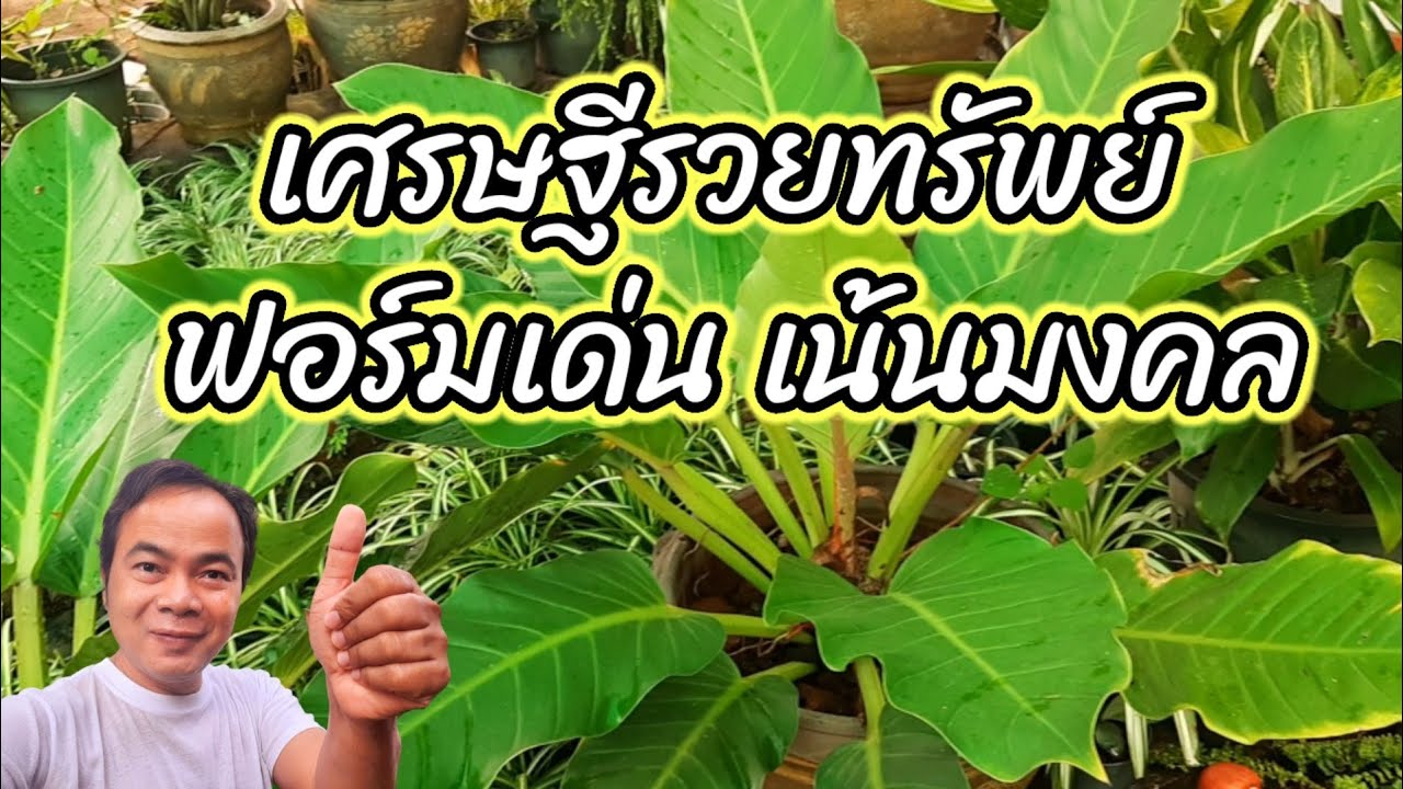 ต้นเศรษฐีรวยทรัพย์...ฟอร์มเด่น  เน้นมงคล