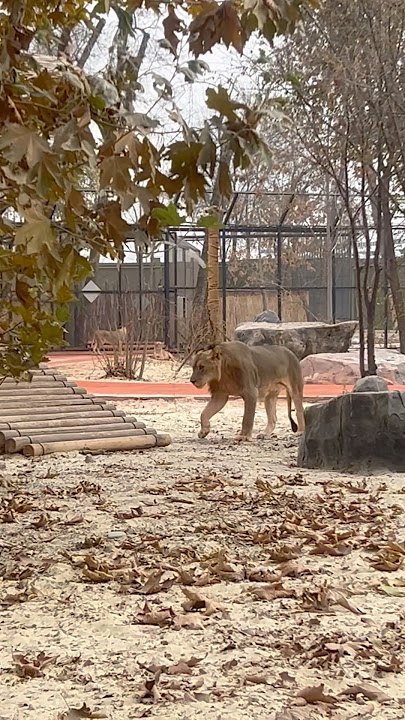 Two Lions Relaxing 🦁✨ | Tashkent Zoo