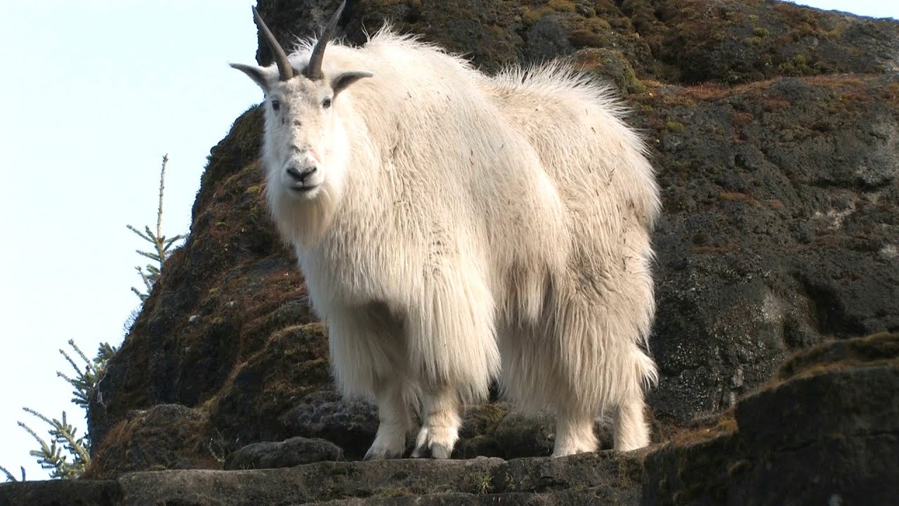 Mountain Goats Aren't Actually Goats | National Geographic - YouTube