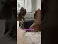Dog Vs Mirror First Time Reaction Is Priceless 