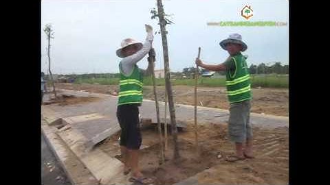Công nhân Cây Xanh Gia Nguyễn trồng cây tại công trình
