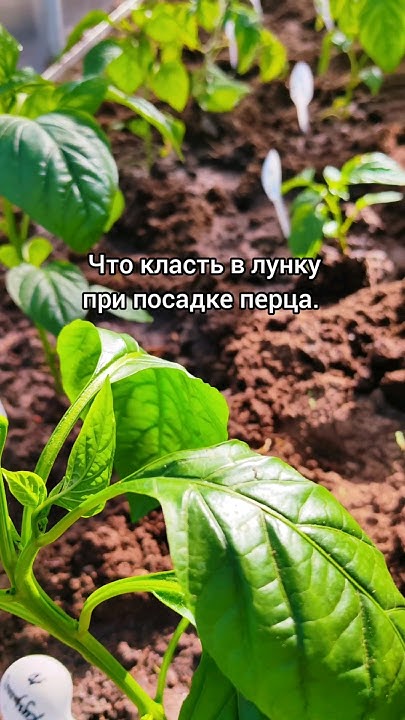 Что класть в лунку при посадке перца. #перец#рассада#чтокластьвлунку# ...