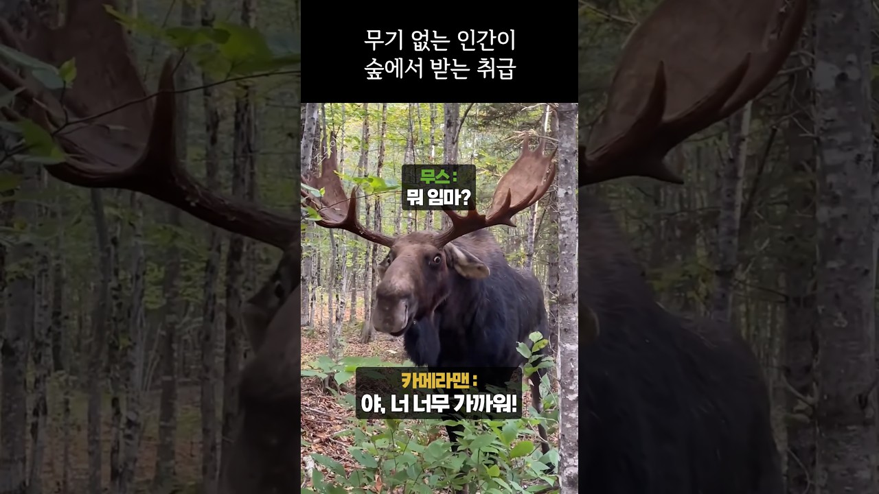 인간이 야생에서 받는 취급 썸네일